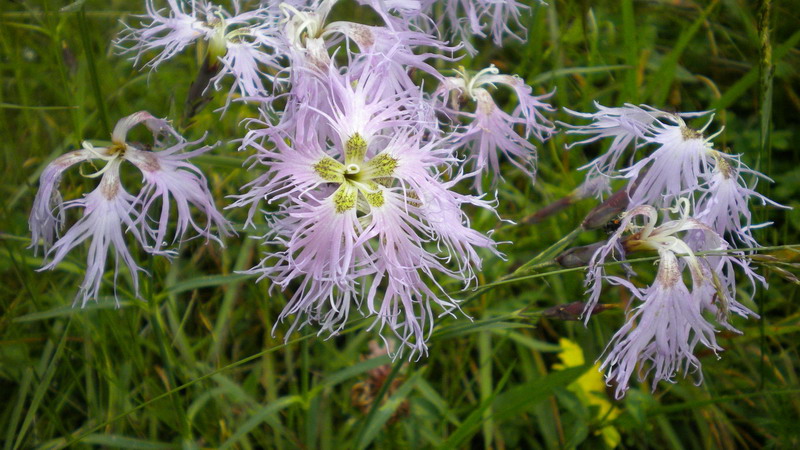 Dianthus superbus